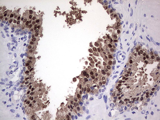 NKX3-1 Antibody