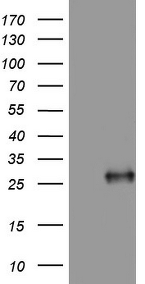 Adiponectin Antibody