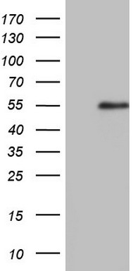 hHR23b Antibody