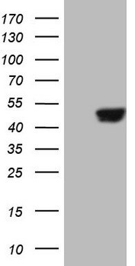 SAV1 Antibody