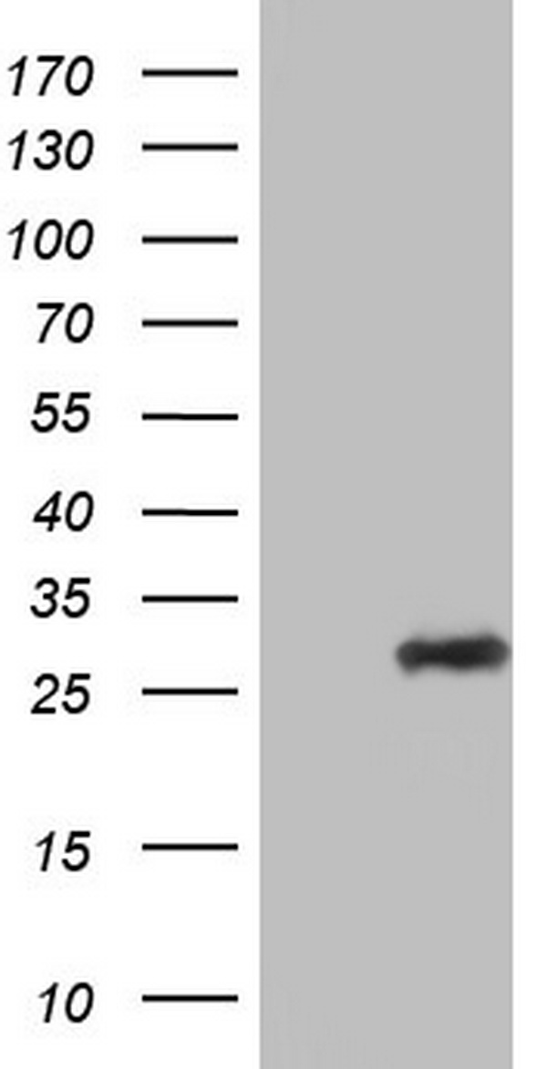 Adiponectin Antibody