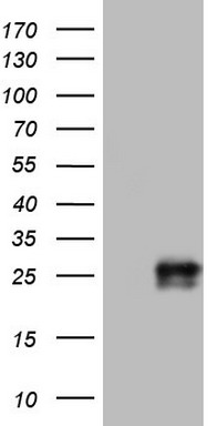 Adiponectin Antibody