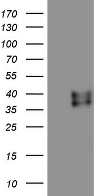 RSPO3 Antibody