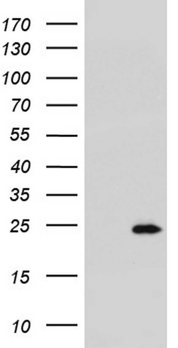 RSPO1 Antibody