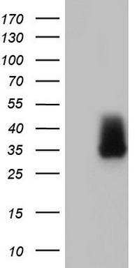 Adiponectin Antibody