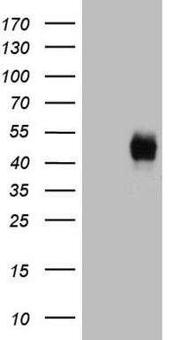 CD38 Antibody