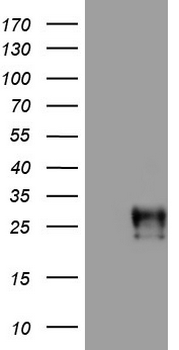 Adiponectin Antibody