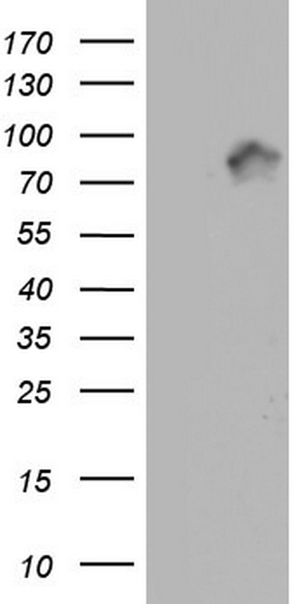 LYRIC Antibody