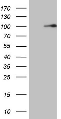 LYRIC Antibody