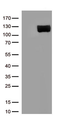 ACE2 Antibody