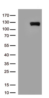 ACE2 Antibody