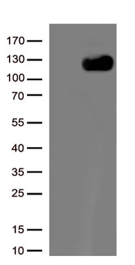 ACE2 Antibody