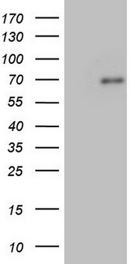 Fibronectin Antibody