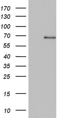 SMPD1 Antibody