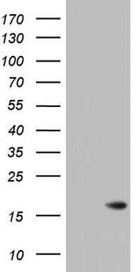 ISCU Antibody