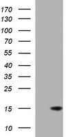 MSMB Antibody