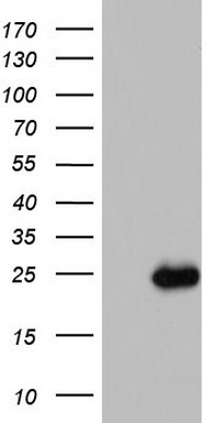 ISCU Antibody