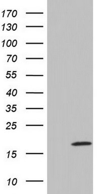 IL20 Antibody