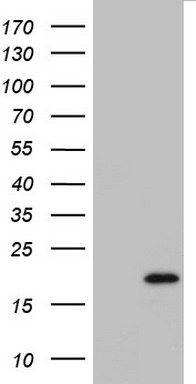 IL20 Antibody