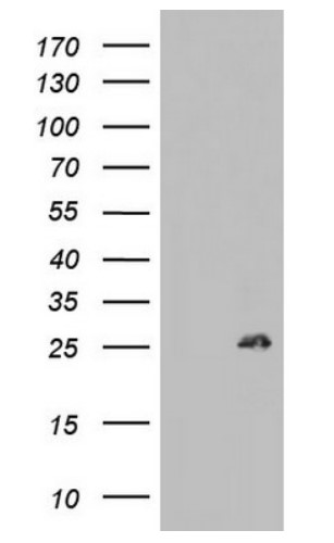 BCL2 Antibody