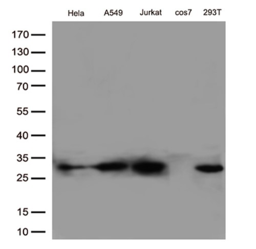 BCL2 Antibody