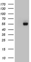 FICD Antibody