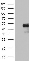 HYPE Antibody