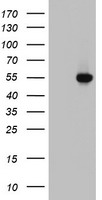 FICD Antibody