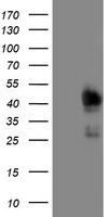 TIF1 alpha Antibody
