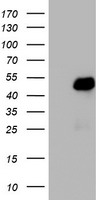 TIF1 alpha Antibody