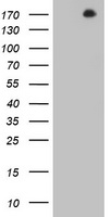 DOT1L Antibody