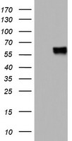 MSR1 Antibody
