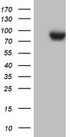 PARN Antibody