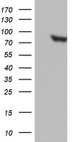 PARN Antibody