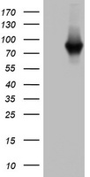 PARN Antibody