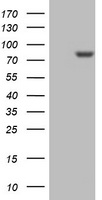 PARN Antibody