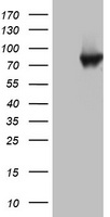 PARN Antibody