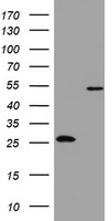 OXSM Antibody