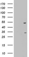 OXSM Antibody