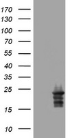 VILIP1 Antibody