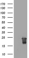 VILIP1 Antibody