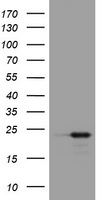 VILIP1 Antibody