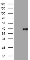 PI 3 Kinase Class 2A Antibody