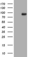 MDM2 Antibody