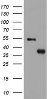 PI 3 Kinase Class 2A Antibody