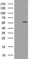 CD30 Antibody