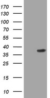 PI 3 Kinase Class 2A Antibody