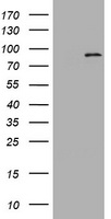 p95 NBS1 Antibody