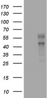 VEGFC Antibody