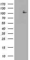 CD117 Antibody